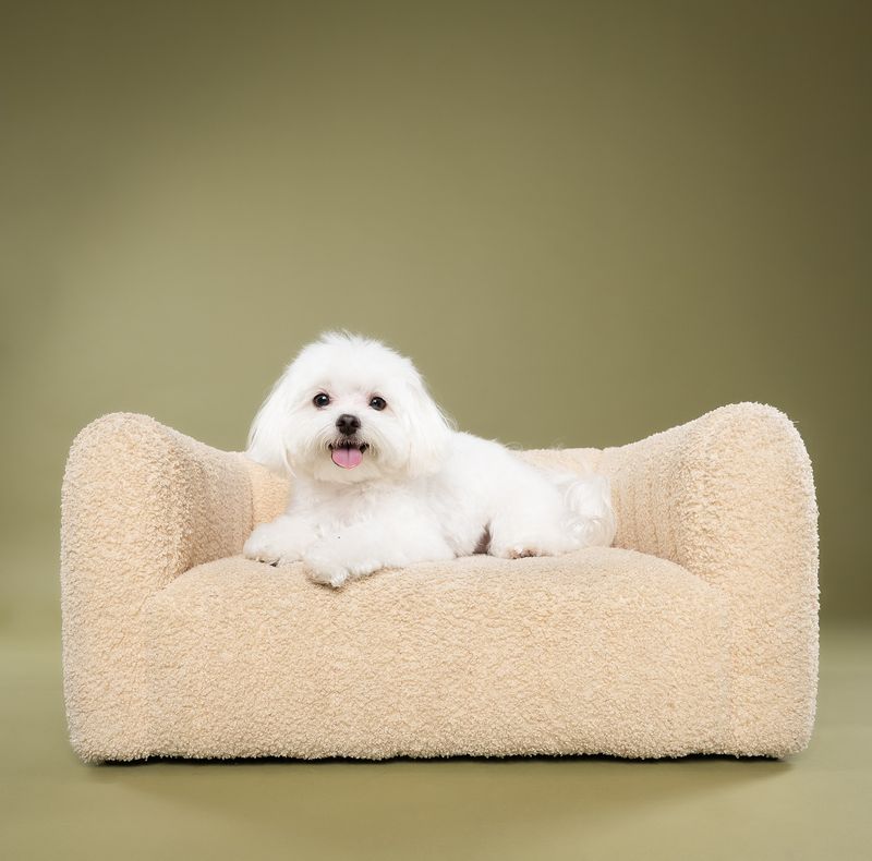 Maltese