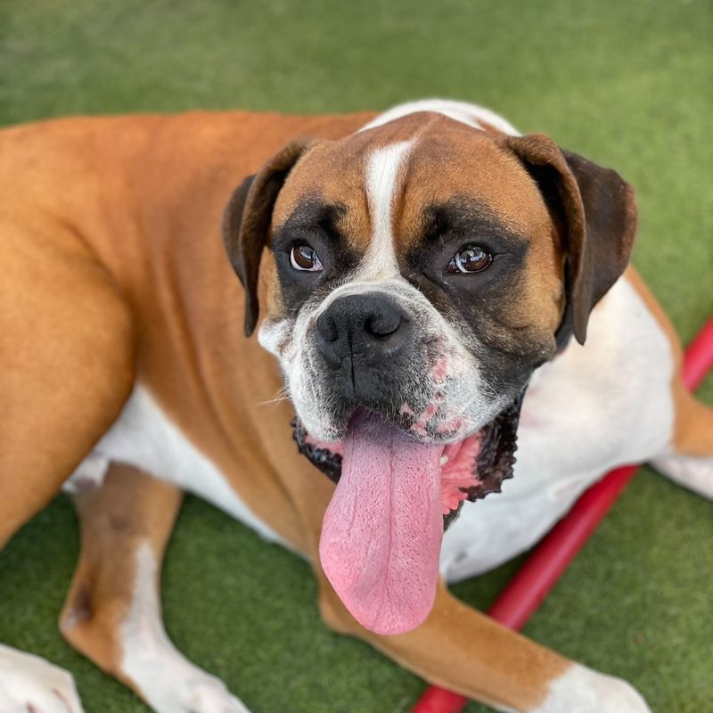 Boxer