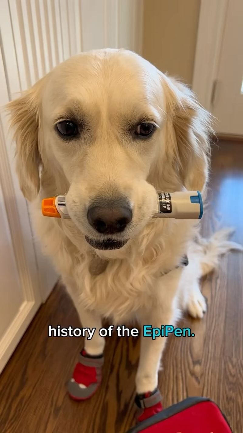 Golden Retriever