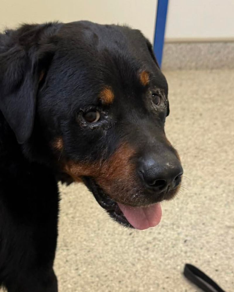 Rottweiler