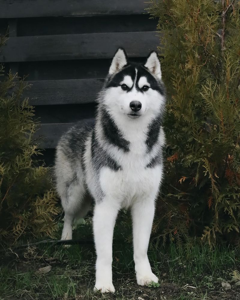 Siberian Husky