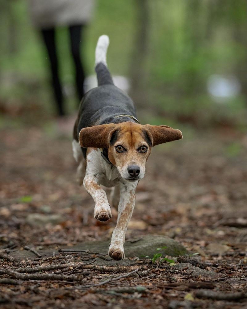 Beagle