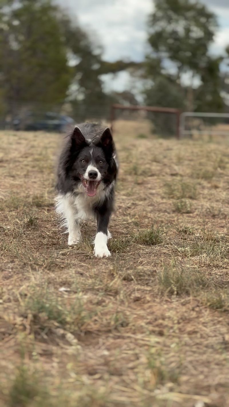 Border Collie