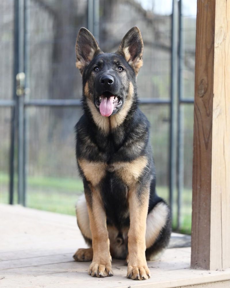 German Shepherd