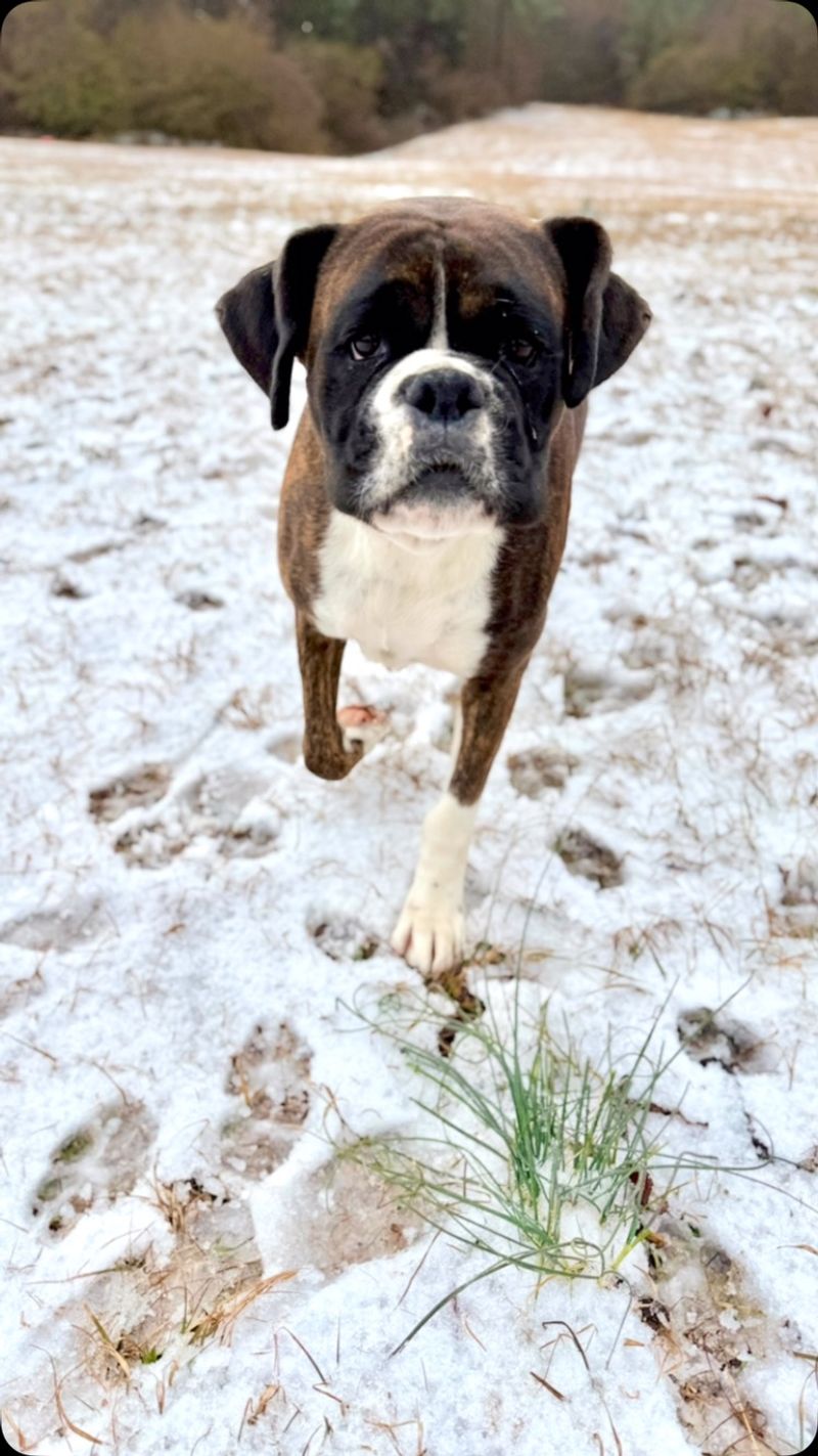 Boxer
