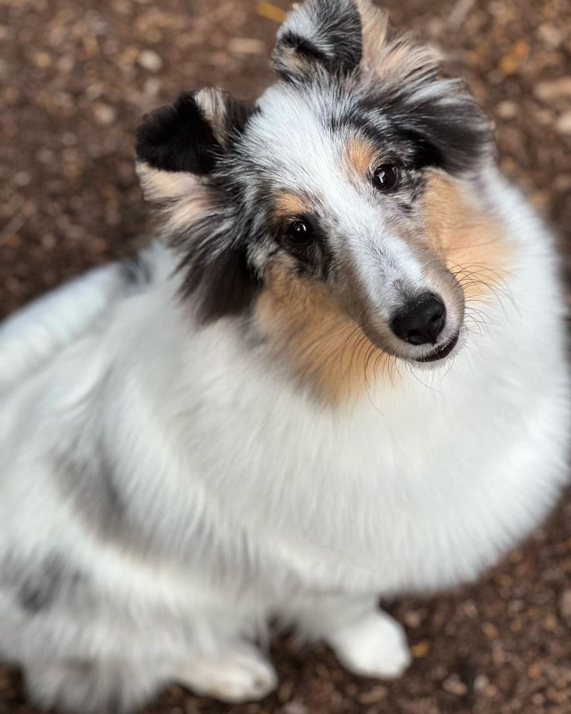 Shetland Sheepdog