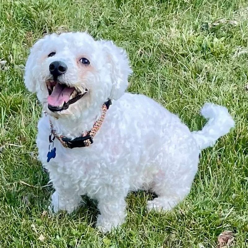 Bichon Frise