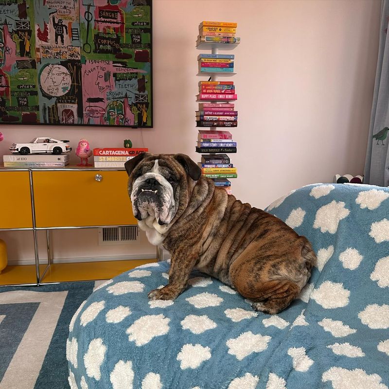 Bulldog