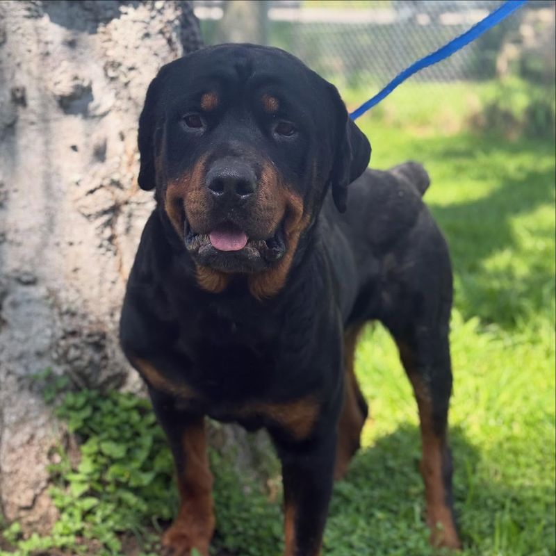 Rottweiler