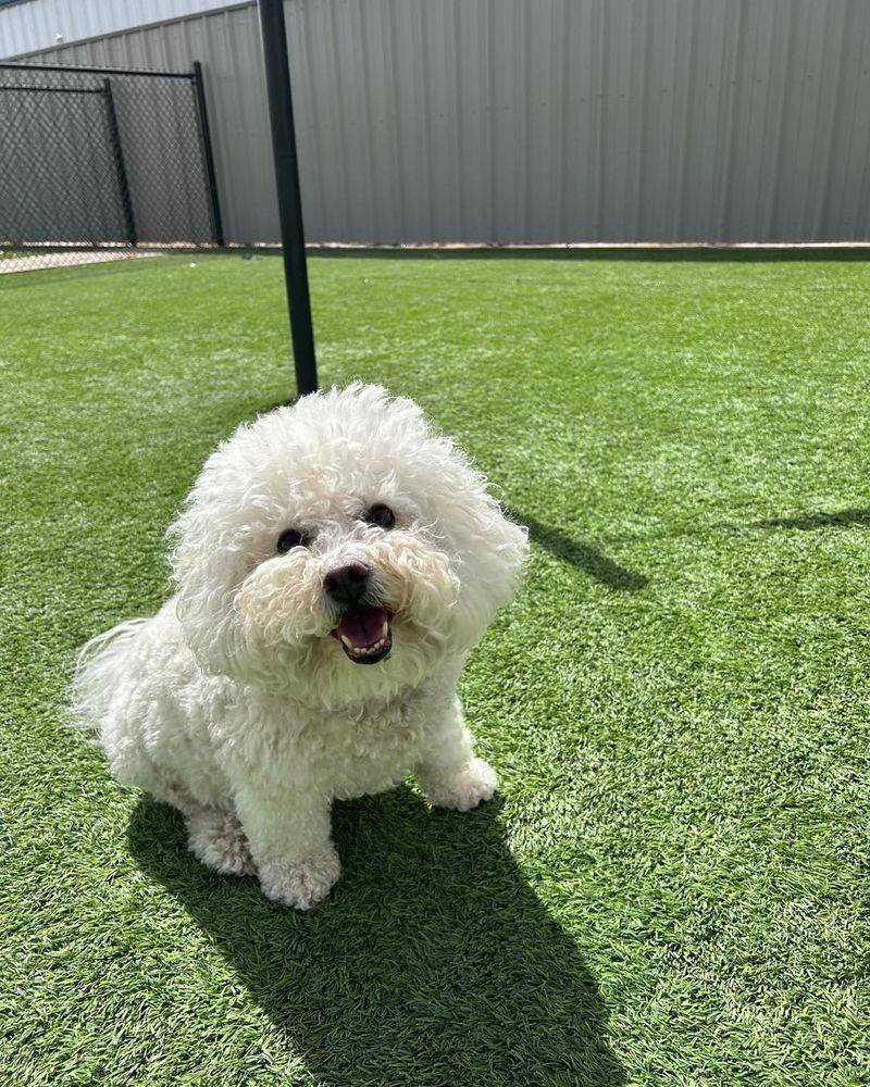 Bichon Frise