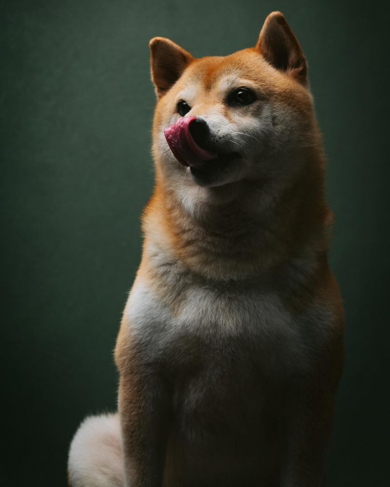 Shiba Inu