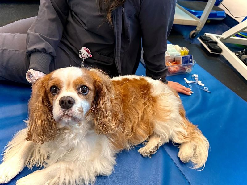 Cavalier King Charles Spaniel