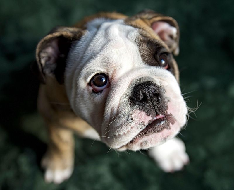 Bulldog