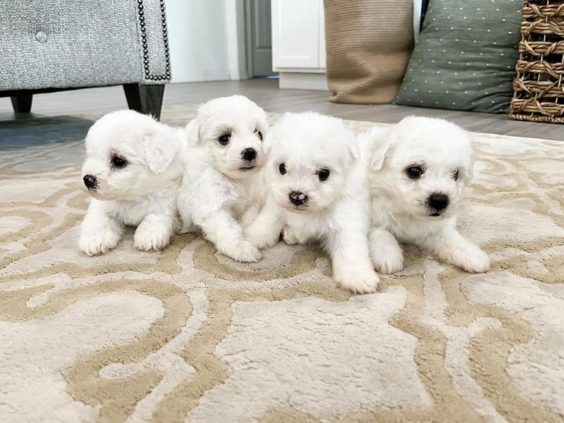Bichon Frise
