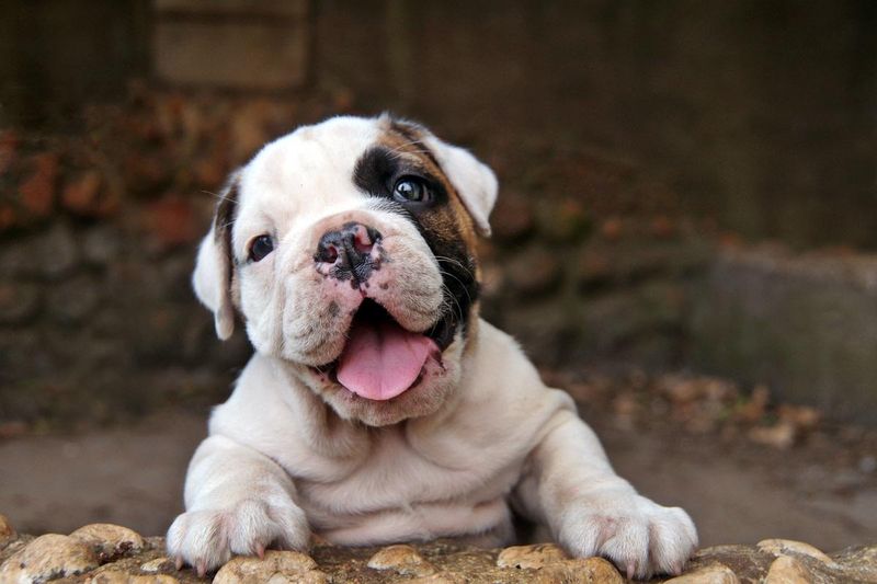 Bulldog