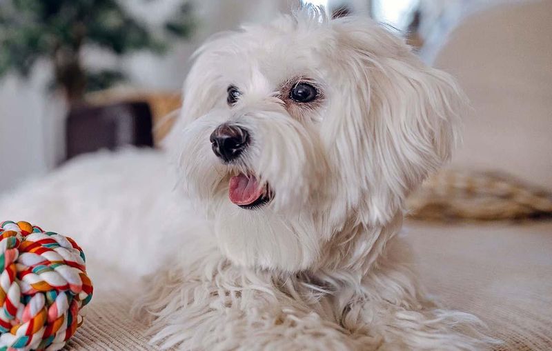 Maltese's Gentle Tenderness