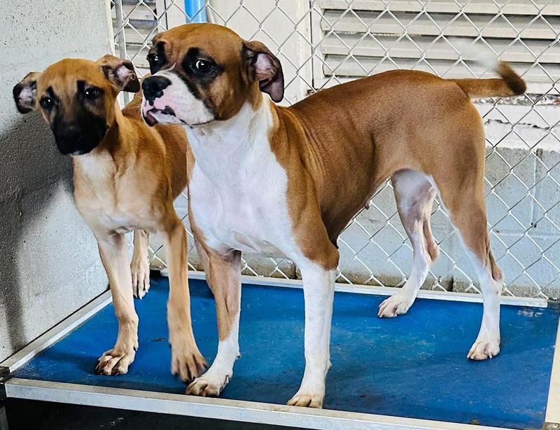 Boxer