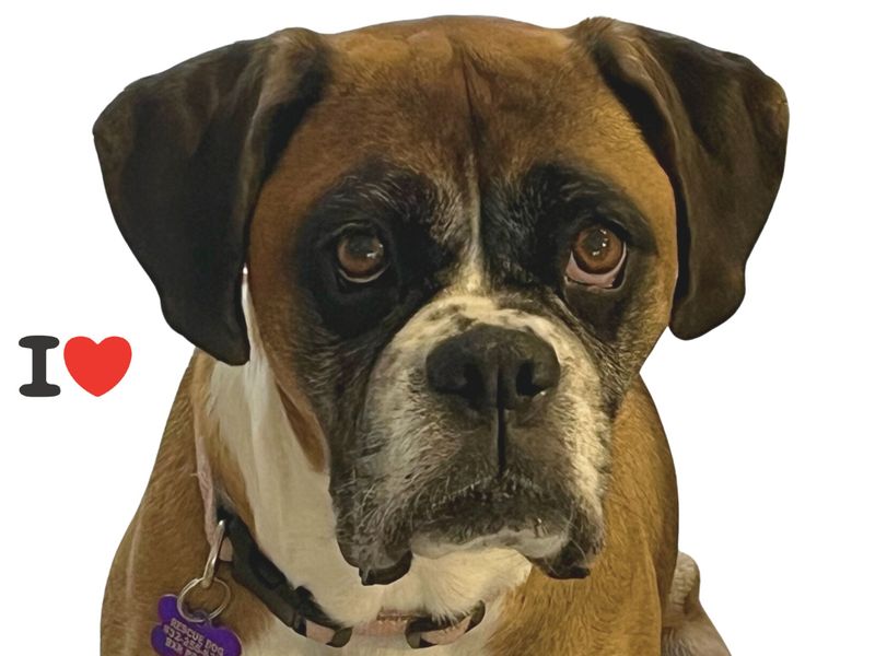 Boxer