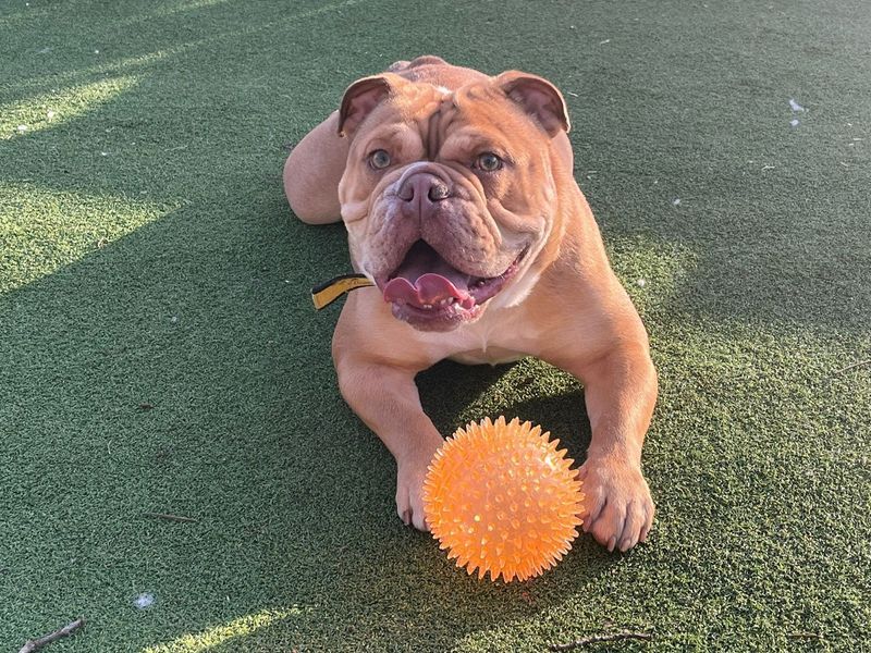 Bulldog