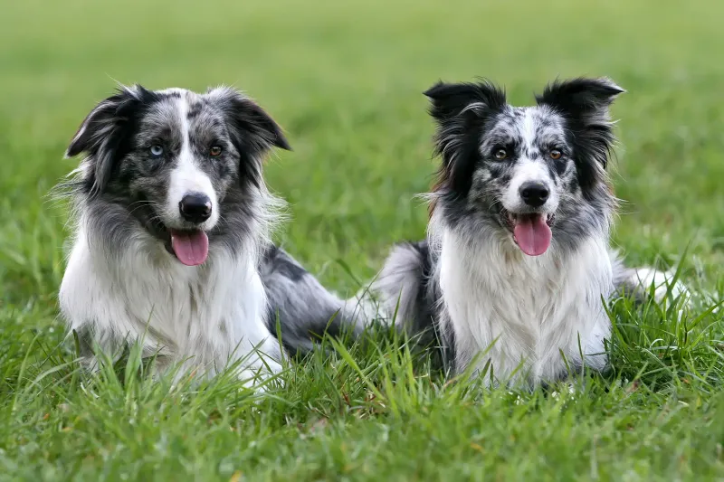 Border Collie