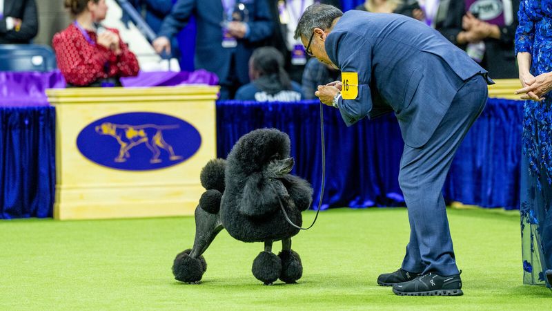 Poodles in Popular Culture