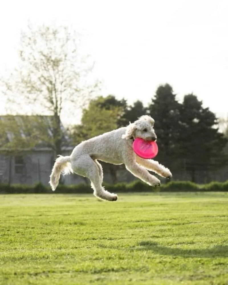 Poodles' Energetic Playfulness