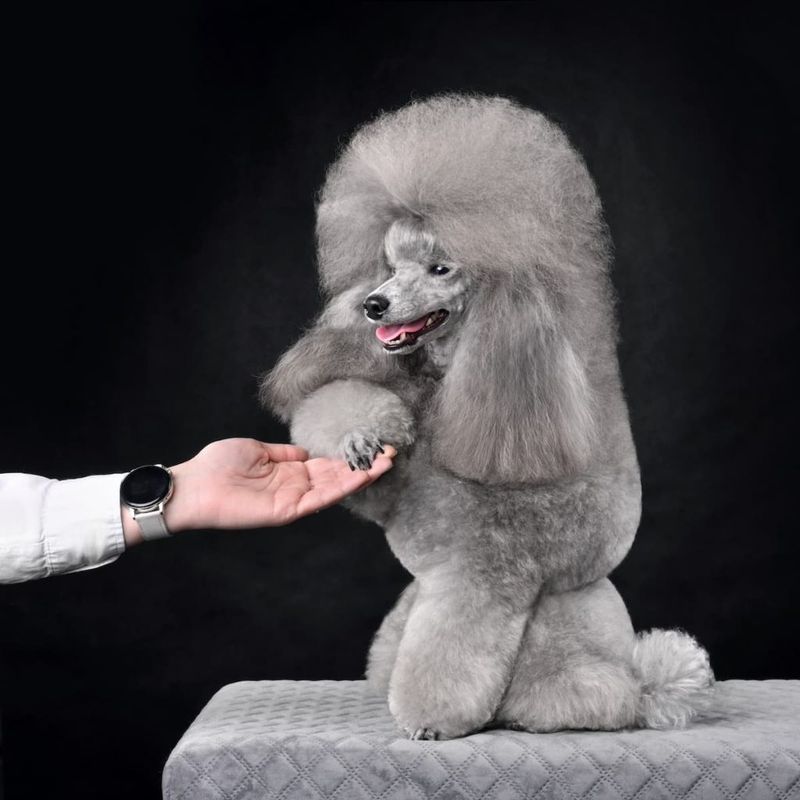 The Poodle's Unique Grooming Styles