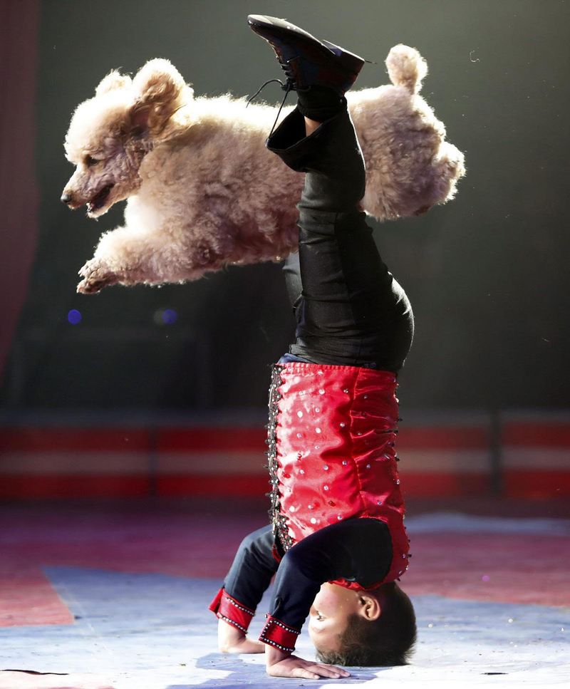 Poodles as Circus Performers