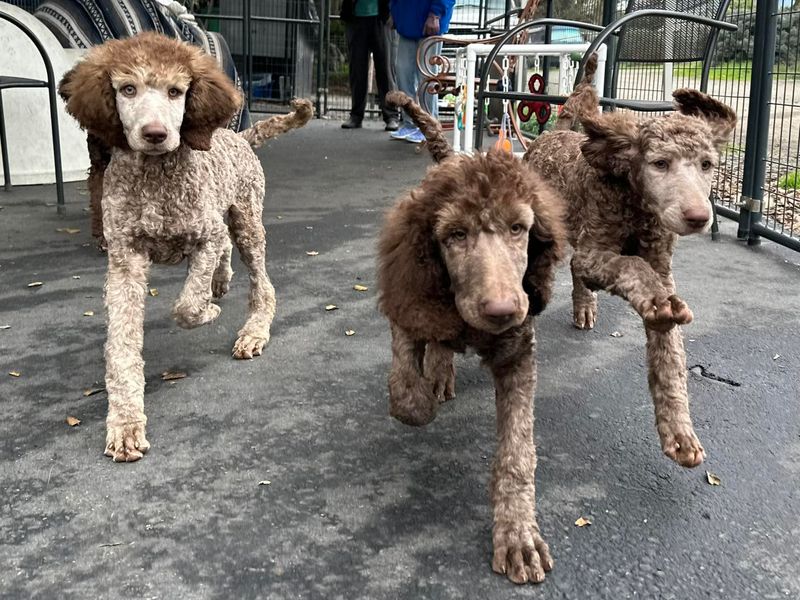 Poodles' Social Nature