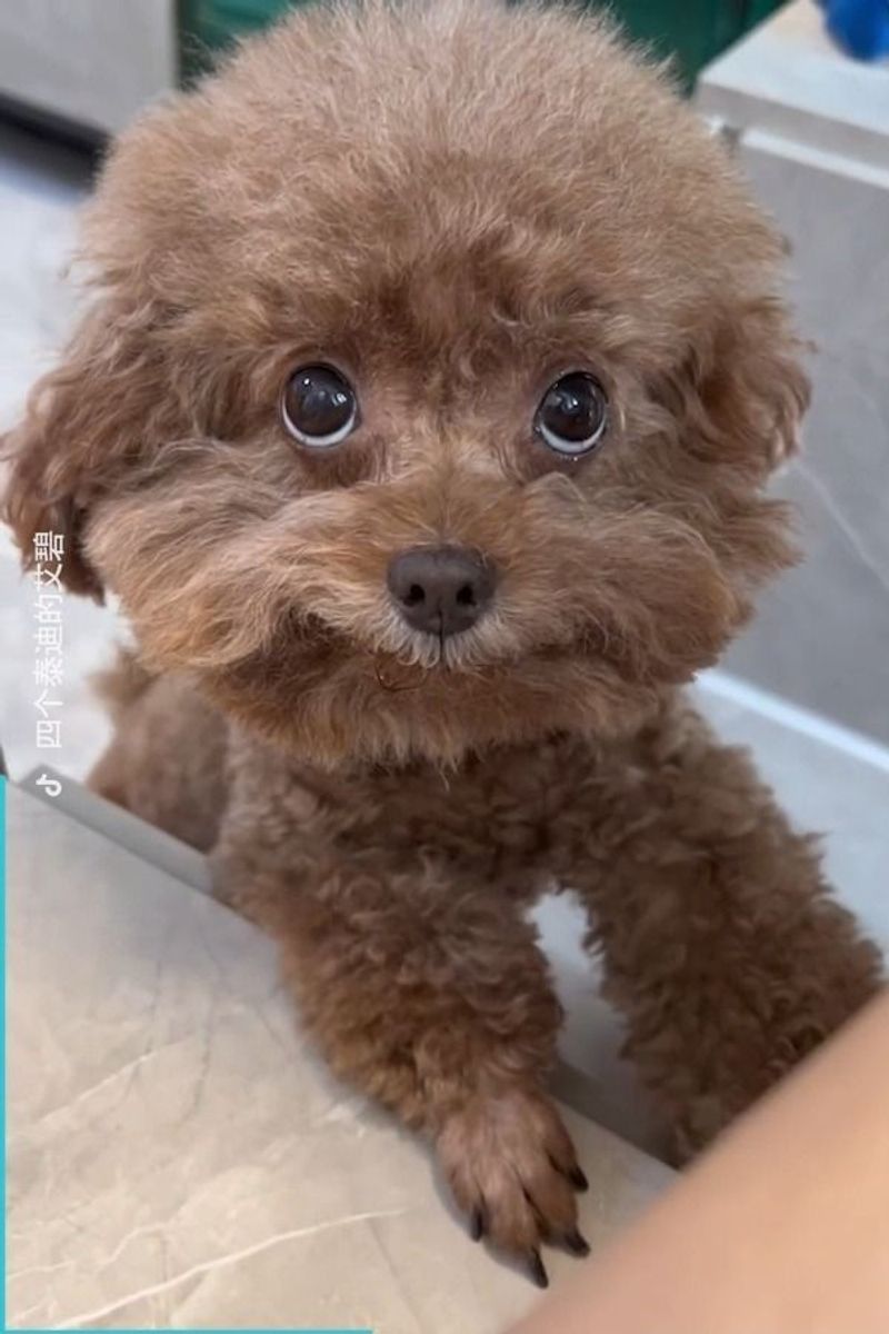 Poodles' Expressive Eyes