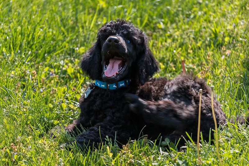 Poodles' Unique Bark
