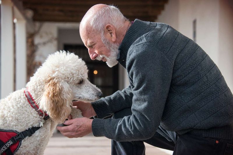 Poodles as Therapy Dogs