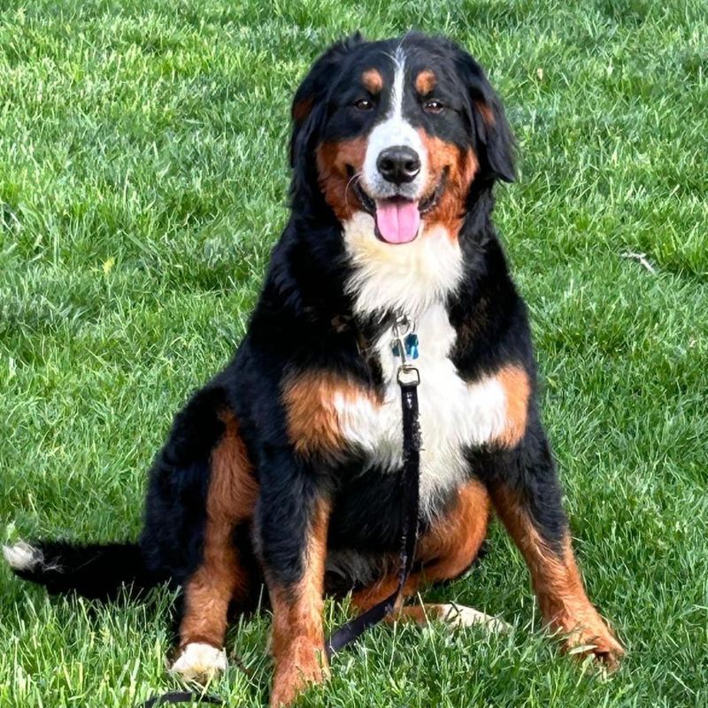 Bernese Mountain Dogs: The Gentle Giants