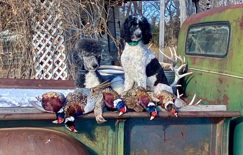 Poodles' Noble Origin