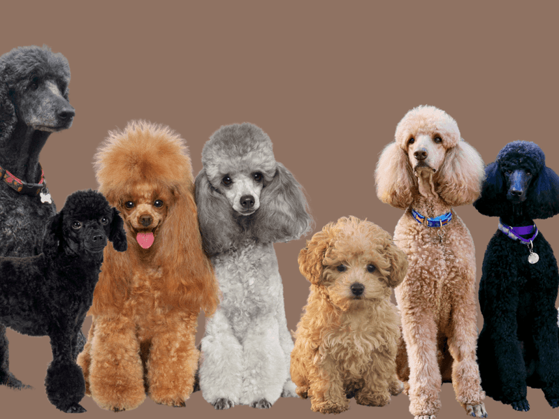 Poodles' Rich Color Spectrum