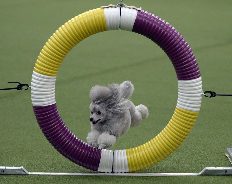 Poodles' Versatile Skills