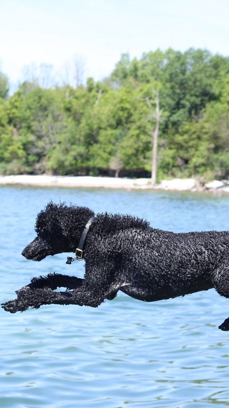 Poodles as Water Retrievers