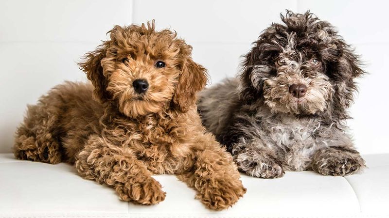 Crossbreed Variations