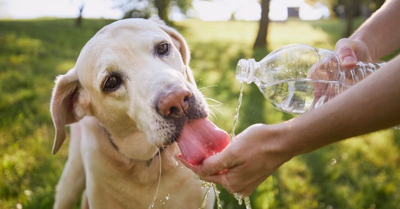 Hydration