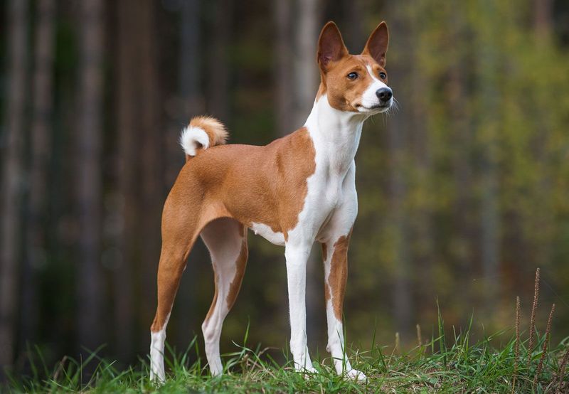 Basenji of Central Africa