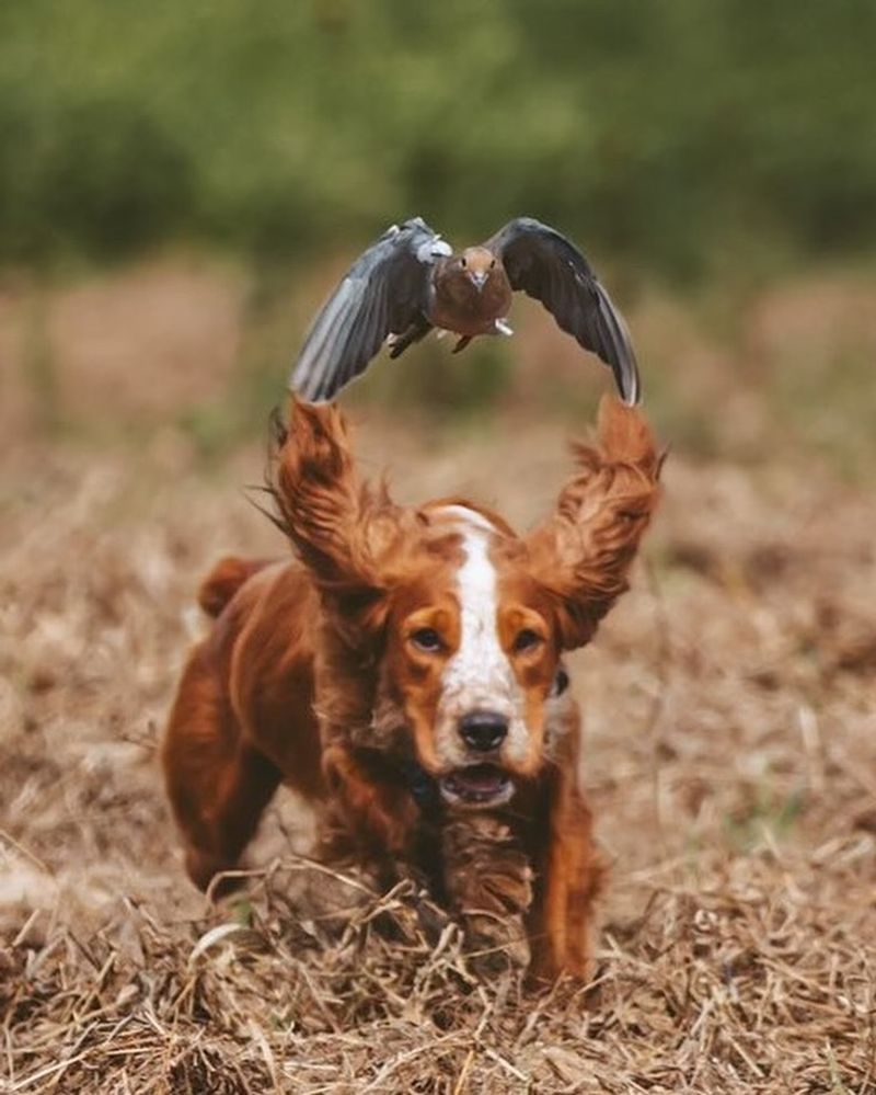 English Cocker Spaniel