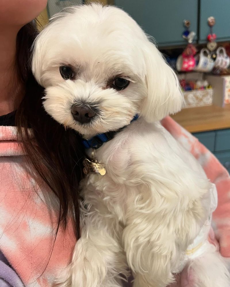 Maltese