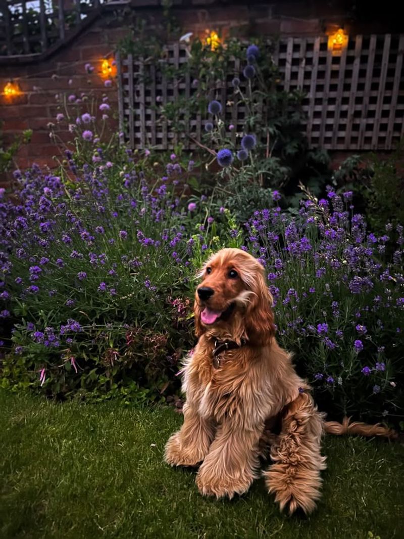 Cocker Spaniel