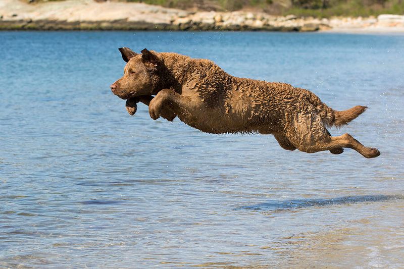 Chesapeake Bay Retriever