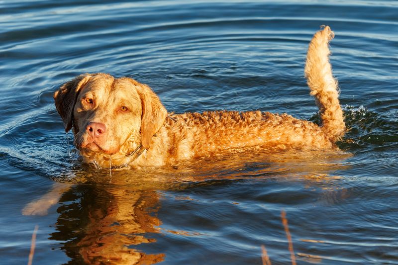Chesapeake Bay Retriever