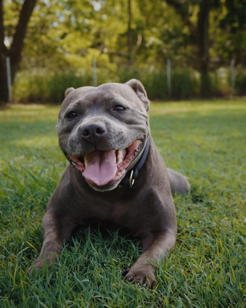 Staffordshire Bull Terrier - Underrated