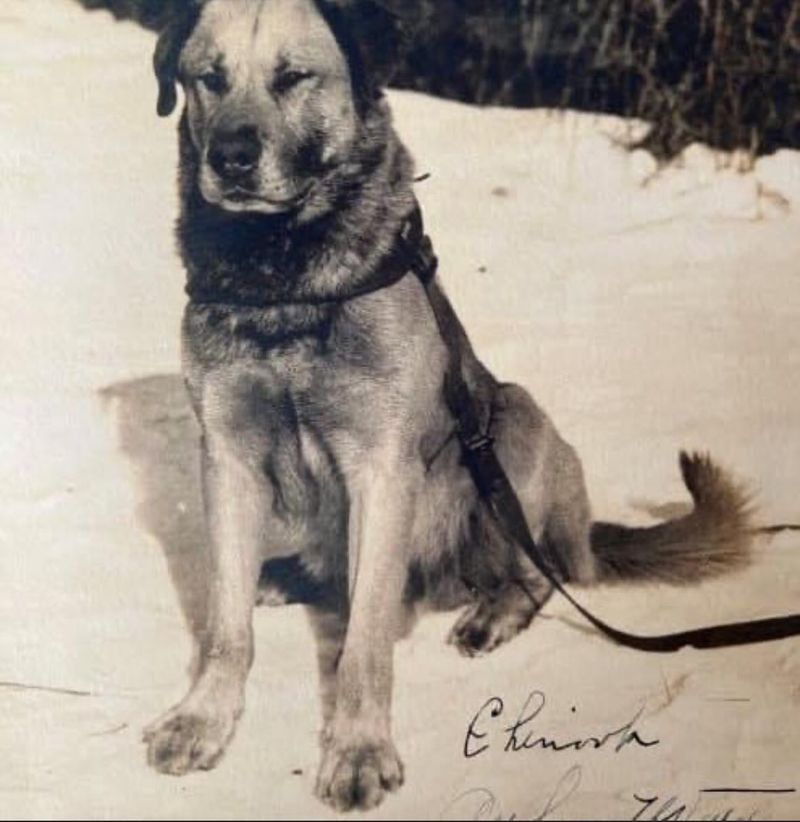 Chinook