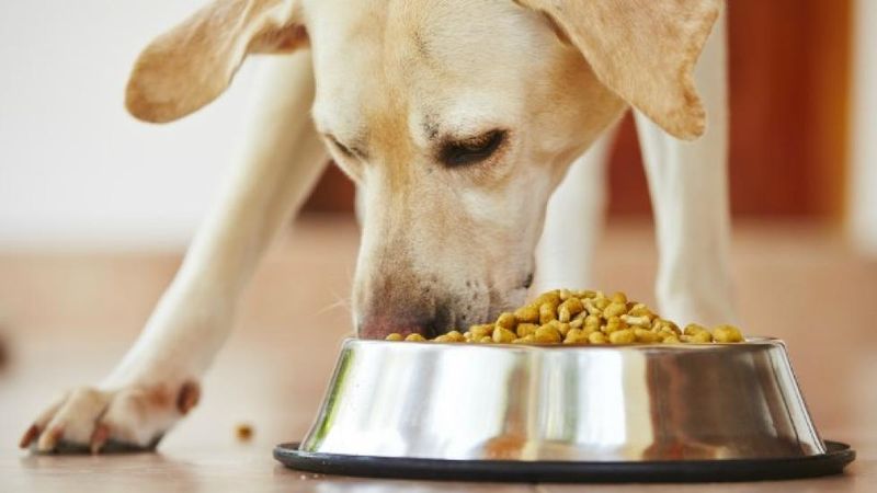 Mindful Feeding