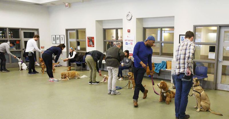 Obedience Training Classes