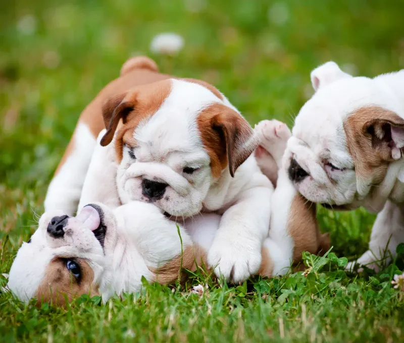 Socialization from an Early Age